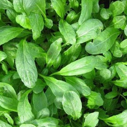 591 salat asijsky mibuna