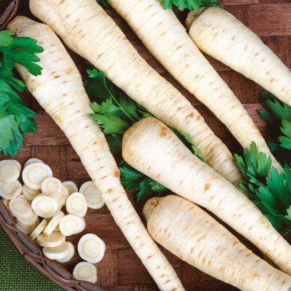 5931 petrzel korenova alba