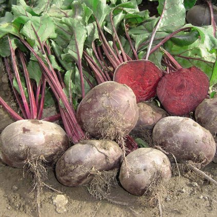 5946 repa salatova kahira