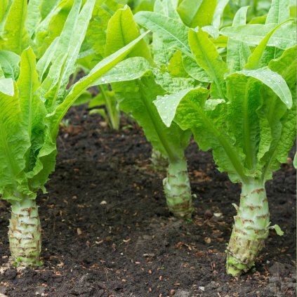 594 salat celerova nozka