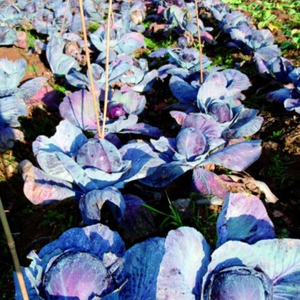 6006 zeli hlavkove cervene granat bio