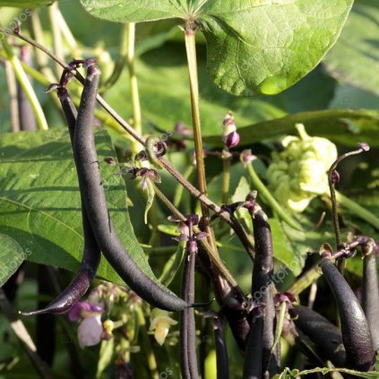 6378 fazole kerickova purple teepee