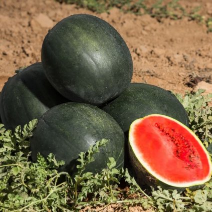 6390 meloun lajko 2 f1