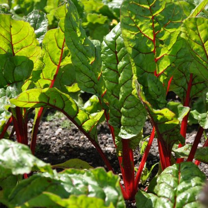 6408 mangold cerveny rhubarb chard