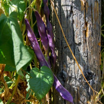 Fazolky keříčkové Purple Queen