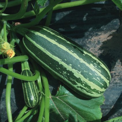 6516 cuketka bush baby f1