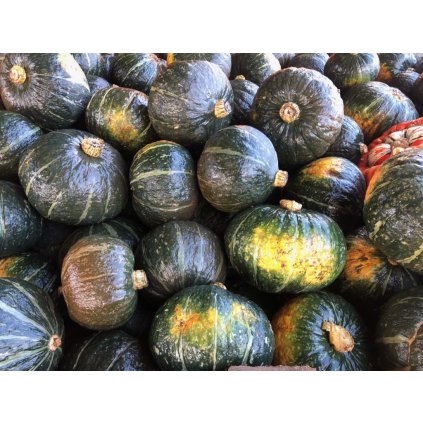 6537 dyne kabocha buttercup