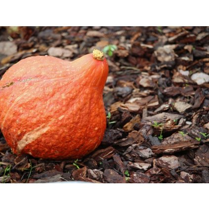 6540 dyne zlaty hubbard