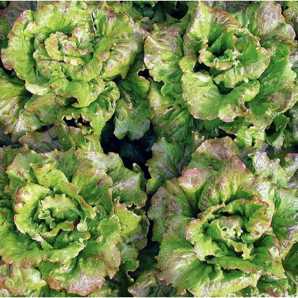 6546 salat zazrak z verana