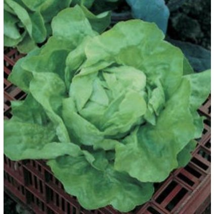 6552 salat ledovy kral nansenuv severni pol