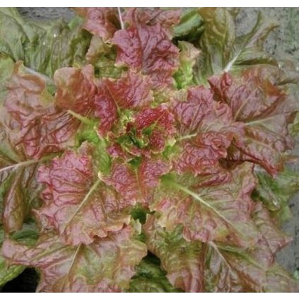 6558 screenshot 2025 01 23 at 15 42 41