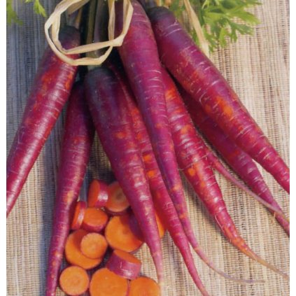 6567 mrkev purpurova purple dragon