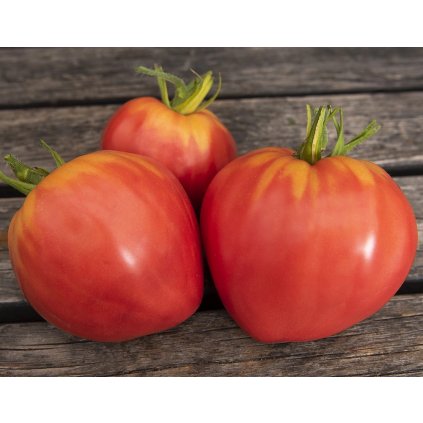 6570 rajce tyckove byci srdce herodes