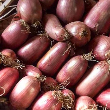 6576 cibule ramata di milano