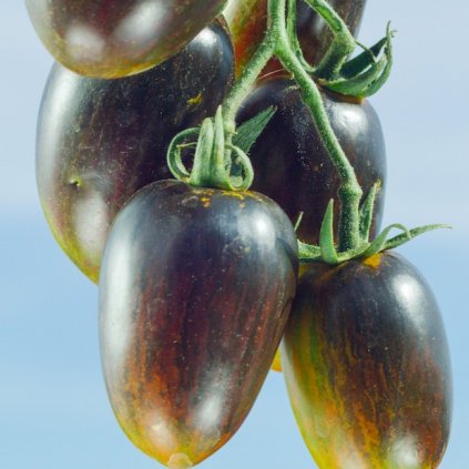 65 rajce atomic grape