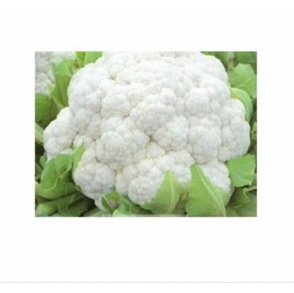 666 kvetak erfurtsky snowball