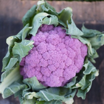 669 kvetak sicilsky fialovy