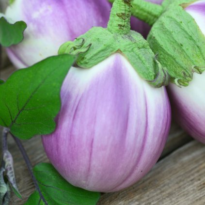 672 lilek rotonda bianca