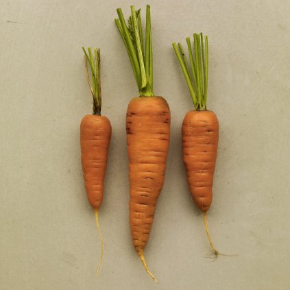 687 mrkev royal chantenay