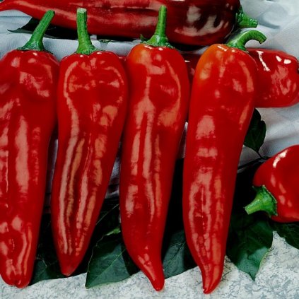 693 paprika corno di toro rosso