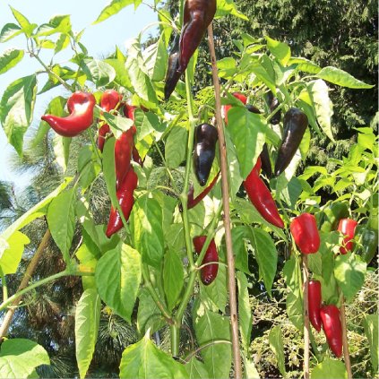 699 paprika marconni rosso