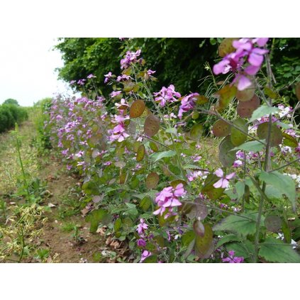 7005 kvetnaty poodrost do stinu