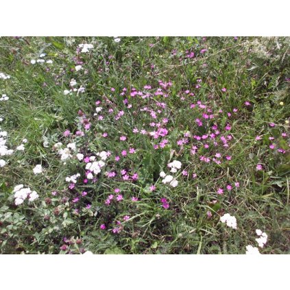 7023 stresni zahrada