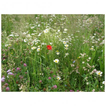 7029 1820 1 louka starych casu 1