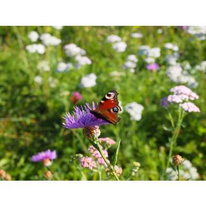 7032 louka pro motyly