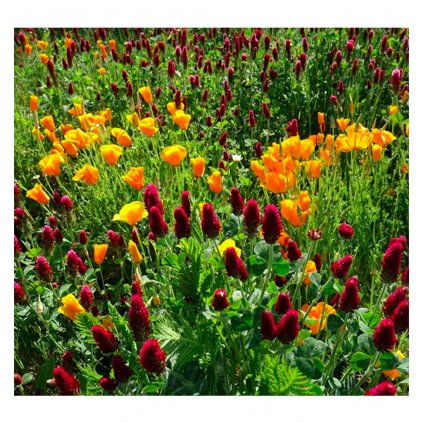 7035 letnicky pro vcely 40g