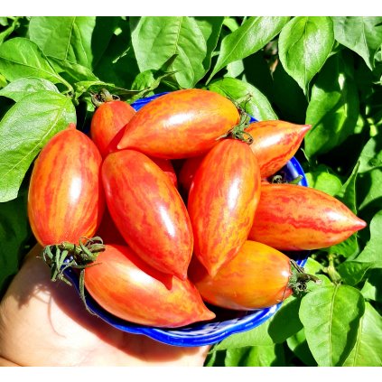 7071 rajce artisan pink tiger