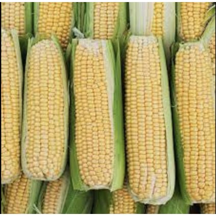 7074 kukurice cukrova damaun extra sladka