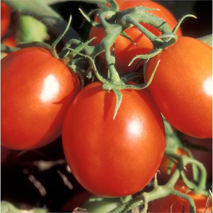 711 rajcata de berao