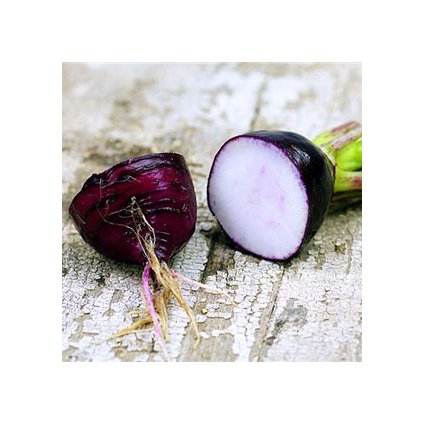 726 redkvicka purpurova