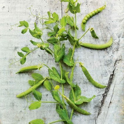 813 hrach drenovy zahradni oskar bio