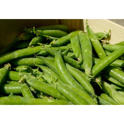 816 hrach drenovy zahradni progress