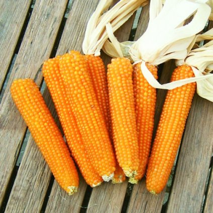 834 kukurice pukancova kremgolyo