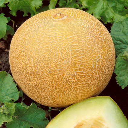 Meloun cukrový Ananas BIO