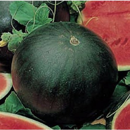 843 meloun vodni sugar baby