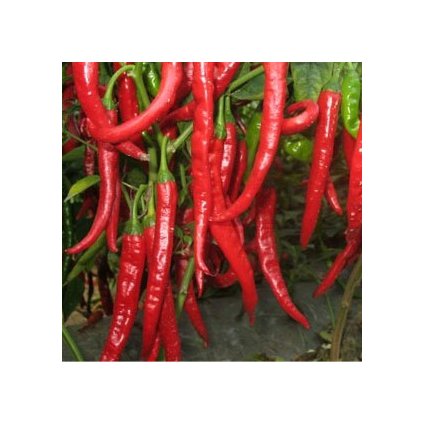 855 paprika kajenska bio