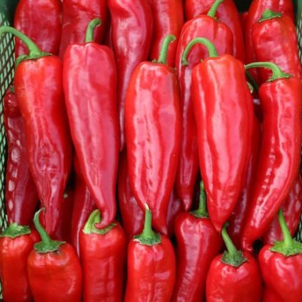 Paprika Korosko BIO