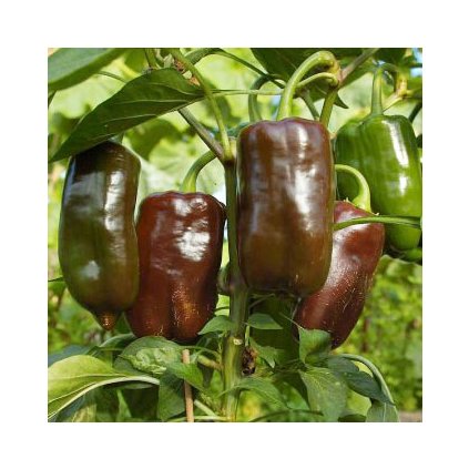 864 paprika sweet chocolate bio