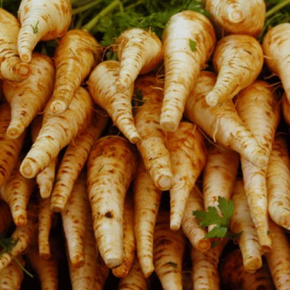 867 pastinak dlouhy bily