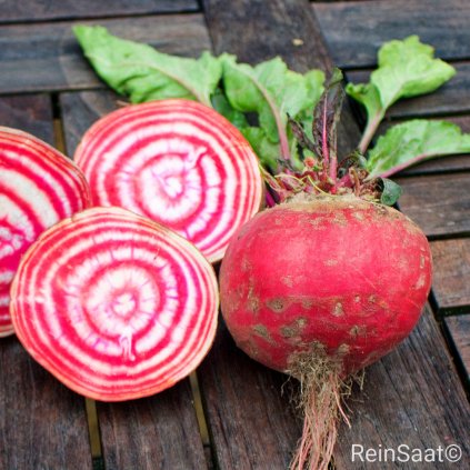 906 1 repa salatova pruhovana tondo di gioggia