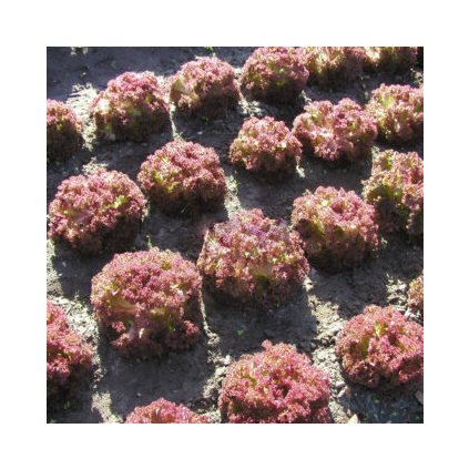 912 salat listovy karminova