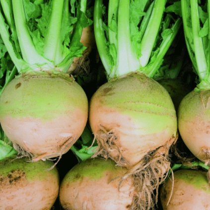 921 turin wilhelmsburger bio