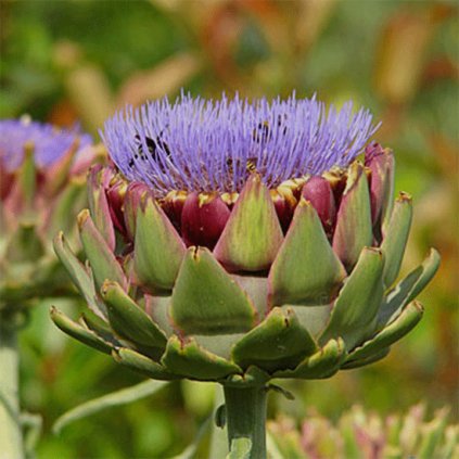 945 1 artycok kordovy zahradni