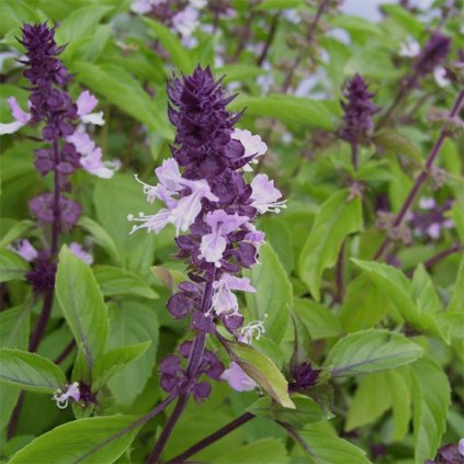 960 1 bazalka skoricova