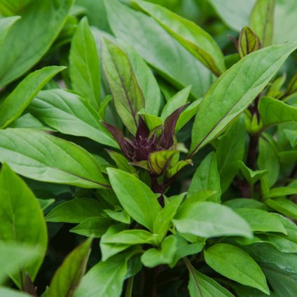 963 1 bazalka thajska