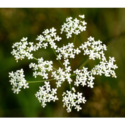 Pimpinella saxifraga L. (8070501642)